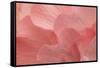 Rosy Begonia II-Rita Crane-Framed Stretched Canvas