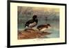 Rosy-Billed Duck-Allan Brooks-Framed Art Print