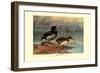 Rosy-Billed Duck-Allan Brooks-Framed Art Print