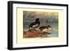 Rosy-Billed Duck-Allan Brooks-Framed Art Print