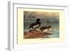 Rosy-Billed Duck-Allan Brooks-Framed Art Print