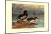 Rosy-Billed Duck-Allan Brooks-Mounted Art Print