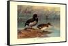 Rosy-Billed Duck-Allan Brooks-Framed Stretched Canvas