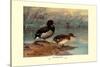 Rosy-Billed Duck-Allan Brooks-Stretched Canvas
