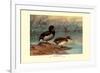Rosy-Billed Duck-Allan Brooks-Framed Premium Giclee Print