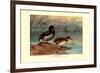 Rosy-Billed Duck-Allan Brooks-Framed Premium Giclee Print