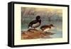 Rosy-Billed Duck-Allan Brooks-Framed Stretched Canvas