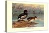 Rosy-Billed Duck-Allan Brooks-Stretched Canvas