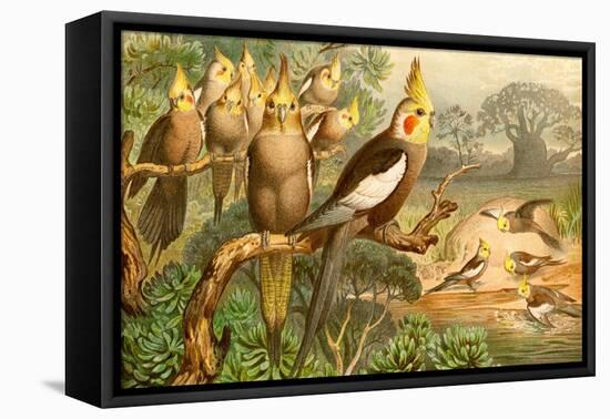 Rosy Cheeked Cockatiels or Cockatoo-F.W. Kuhnert-Framed Stretched Canvas