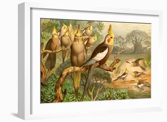 Rosy Cheeked Cockatiels or Cockatoo-F.W. Kuhnert-Framed Art Print