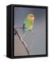 Rosy-faced Lovebird (Agapornis roseicollis) adult, perched on branch in desert, Erongo, Namibia-Shem Compion-Framed Stretched Canvas