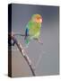 Rosy-faced Lovebird (Agapornis roseicollis) adult, perched on branch in desert, Erongo, Namibia-Shem Compion-Stretched Canvas