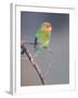 Rosy-faced Lovebird (Agapornis roseicollis) adult, perched on branch in desert, Erongo, Namibia-Shem Compion-Framed Photographic Print