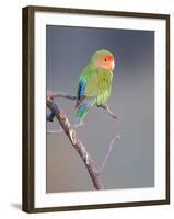 Rosy-faced Lovebird (Agapornis roseicollis) adult, perched on branch in desert, Erongo, Namibia-Shem Compion-Framed Photographic Print