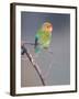 Rosy-faced Lovebird (Agapornis roseicollis) adult, perched on branch in desert, Erongo, Namibia-Shem Compion-Framed Photographic Print