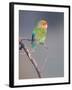 Rosy-faced Lovebird (Agapornis roseicollis) adult, perched on branch in desert, Erongo, Namibia-Shem Compion-Framed Photographic Print