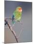 Rosy-faced Lovebird (Agapornis roseicollis) adult, perched on branch in desert, Erongo, Namibia-Shem Compion-Mounted Photographic Print