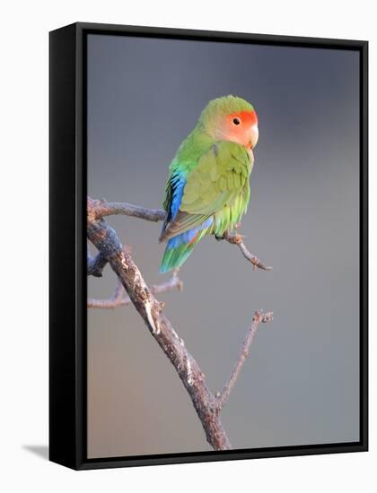 Rosy-faced Lovebird (Agapornis roseicollis) adult, perched on branch in desert, Erongo, Namibia-Shem Compion-Framed Stretched Canvas