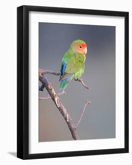 Rosy-faced Lovebird (Agapornis roseicollis) adult, perched on branch in desert, Erongo, Namibia-Shem Compion-Framed Photographic Print