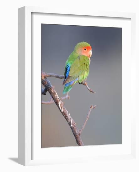 Rosy-faced Lovebird (Agapornis roseicollis) adult, perched on branch in desert, Erongo, Namibia-Shem Compion-Framed Photographic Print