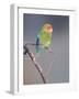 Rosy-faced Lovebird (Agapornis roseicollis) adult, perched on branch in desert, Erongo, Namibia-Shem Compion-Framed Photographic Print