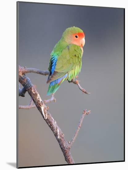 Rosy-faced Lovebird (Agapornis roseicollis) adult, perched on branch in desert, Erongo, Namibia-Shem Compion-Mounted Photographic Print