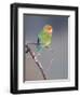 Rosy-faced Lovebird (Agapornis roseicollis) adult, perched on branch in desert, Erongo, Namibia-Shem Compion-Framed Photographic Print