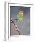 Rosy-faced Lovebird (Agapornis roseicollis) adult, perched on branch in desert, Erongo, Namibia-Shem Compion-Framed Photographic Print