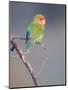 Rosy-faced Lovebird (Agapornis roseicollis) adult, perched on branch in desert, Erongo, Namibia-Shem Compion-Mounted Photographic Print