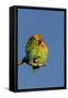 Rosy Faced Lovebird Portrait of Pair-null-Framed Stretched Canvas