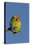 Rosy Faced Lovebird Portrait of Pair-null-Stretched Canvas