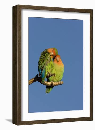 Rosy Faced Lovebird Portrait of Pair-null-Framed Photographic Print