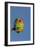 Rosy Faced Lovebird Portrait of Pair-null-Framed Photographic Print