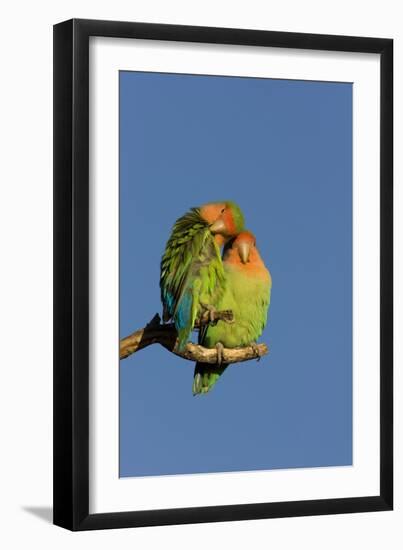 Rosy Faced Lovebird Portrait of Pair-null-Framed Photographic Print