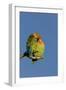 Rosy Faced Lovebird Portrait of Pair-null-Framed Photographic Print