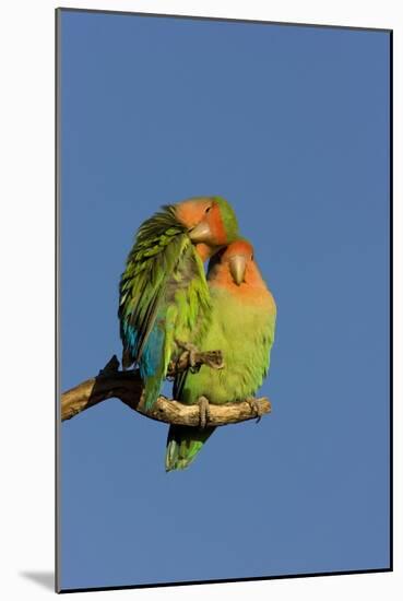 Rosy Faced Lovebird Portrait of Pair-null-Mounted Photographic Print