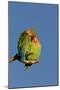 Rosy Faced Lovebird Portrait of Pair-null-Mounted Photographic Print