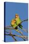 Rosy Faced Lovebird-null-Stretched Canvas