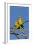 Rosy Faced Lovebird-null-Framed Photographic Print
