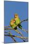 Rosy Faced Lovebird-null-Mounted Photographic Print