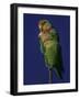 Rosy Faced Lovebirds-Art Wolfe-Framed Photographic Print