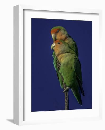 Rosy Faced Lovebirds-Art Wolfe-Framed Photographic Print