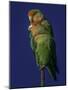 Rosy Faced Lovebirds-Art Wolfe-Mounted Photographic Print