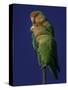 Rosy Faced Lovebirds-Art Wolfe-Stretched Canvas