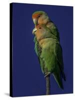 Rosy Faced Lovebirds-Art Wolfe-Stretched Canvas