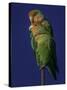 Rosy Faced Lovebirds-Art Wolfe-Stretched Canvas