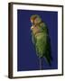 Rosy Faced Lovebirds-Art Wolfe-Framed Photographic Print