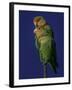 Rosy Faced Lovebirds-Art Wolfe-Framed Photographic Print