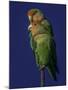 Rosy Faced Lovebirds-Art Wolfe-Mounted Photographic Print