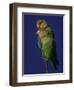 Rosy Faced Lovebirds-Art Wolfe-Framed Photographic Print